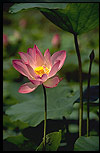 Lotus Picture